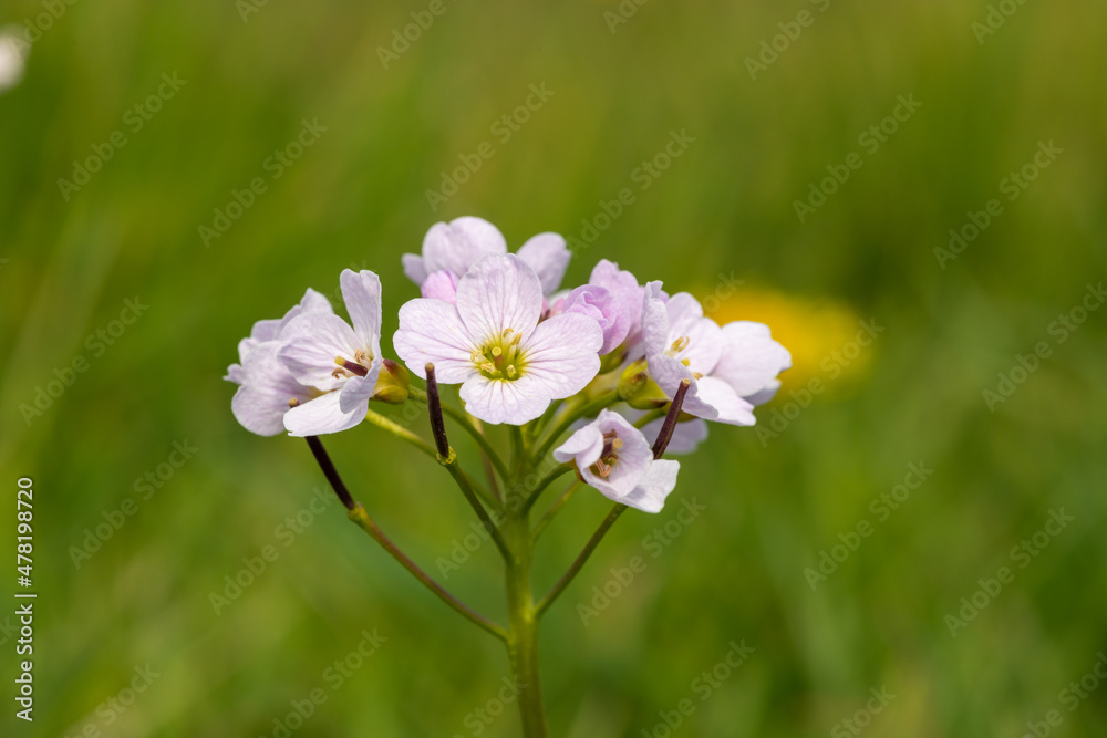 Close up of a cuckoo flower (cardamine pratensis) in bloom Close up of a cuckoo flower (cardamine pratensis) in bloom