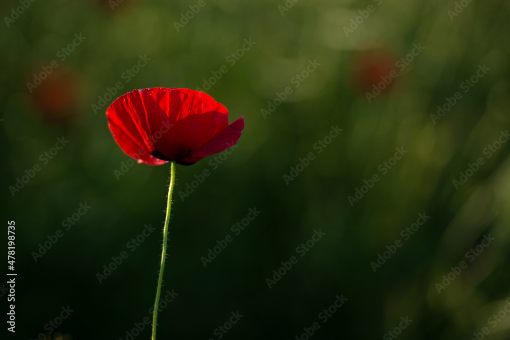 Obraz premium Poppy flower or papaver rhoeas poppy with the light