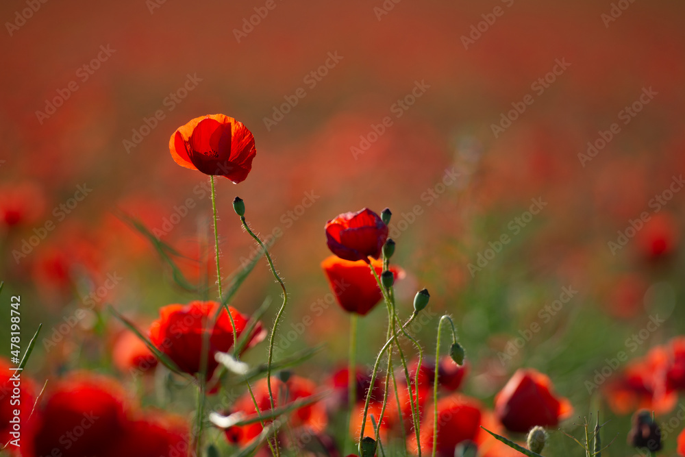 Fototapeta premium Poppy flower. A field of poppy flowers
