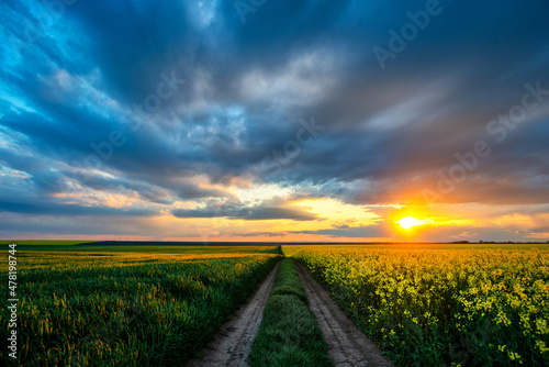 Spring colorful cloud sunset over colza field. Rural dirt road on blossom canola farm.