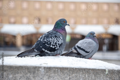 Pigeons in Moscow in winter