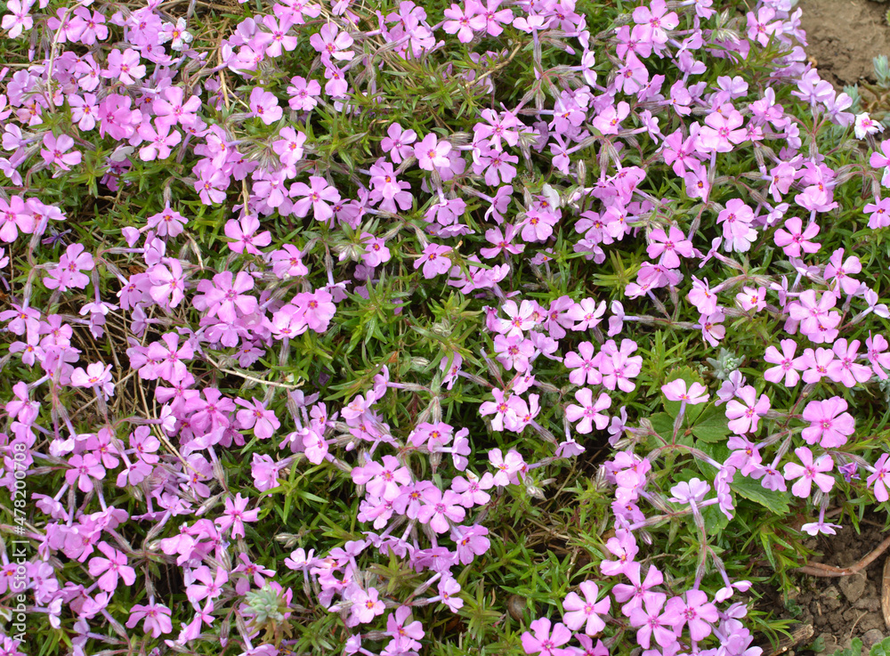 Phlox subulata blooms on the flowerbed