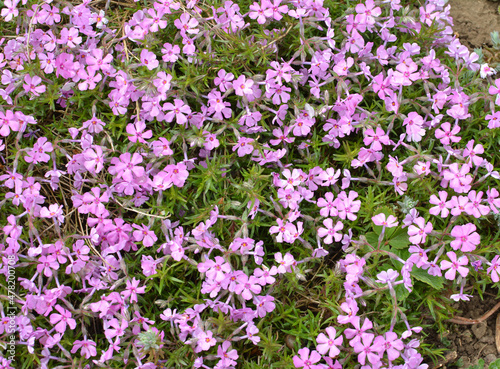 Phlox subulata blooms on the flowerbed