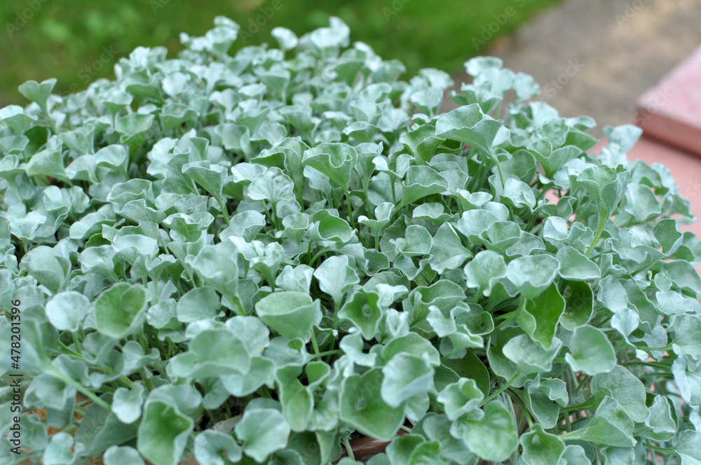 The creeping plant dichondra grows in the garden
