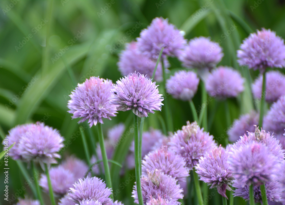 Decorative onion grows on a flower bed in the garden Decorative onion grows on a flower bed in the garden