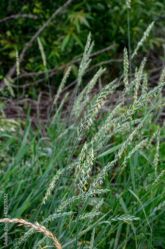 Couch grass green grass grows outdoors with dew .grass and weeds Elymus repens photo