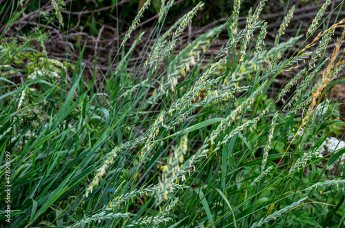 Couch grass green grass grows outdoors with dew .grass and weeds Elymus repens photo