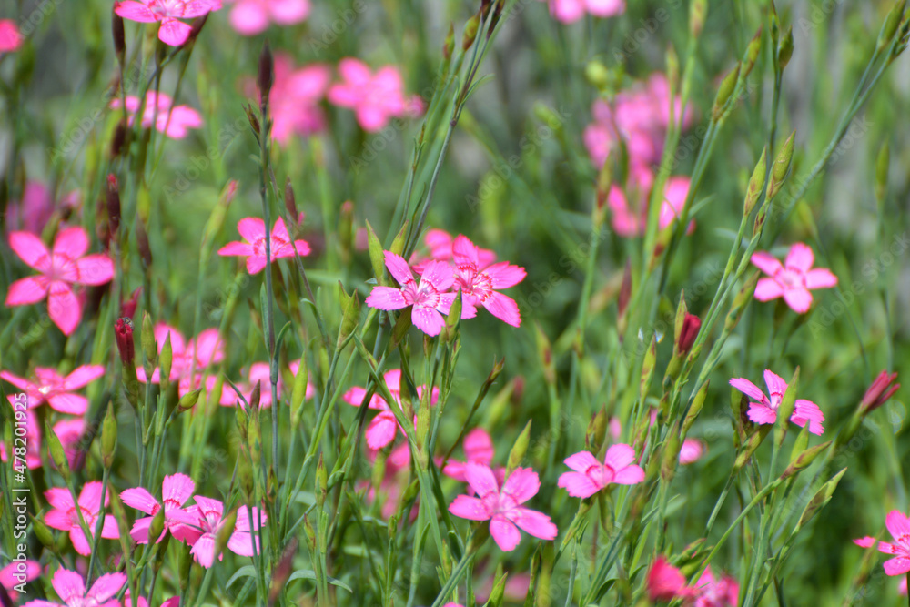 Carnation garden blooms in the open ground Carnation garden blooms in the open ground