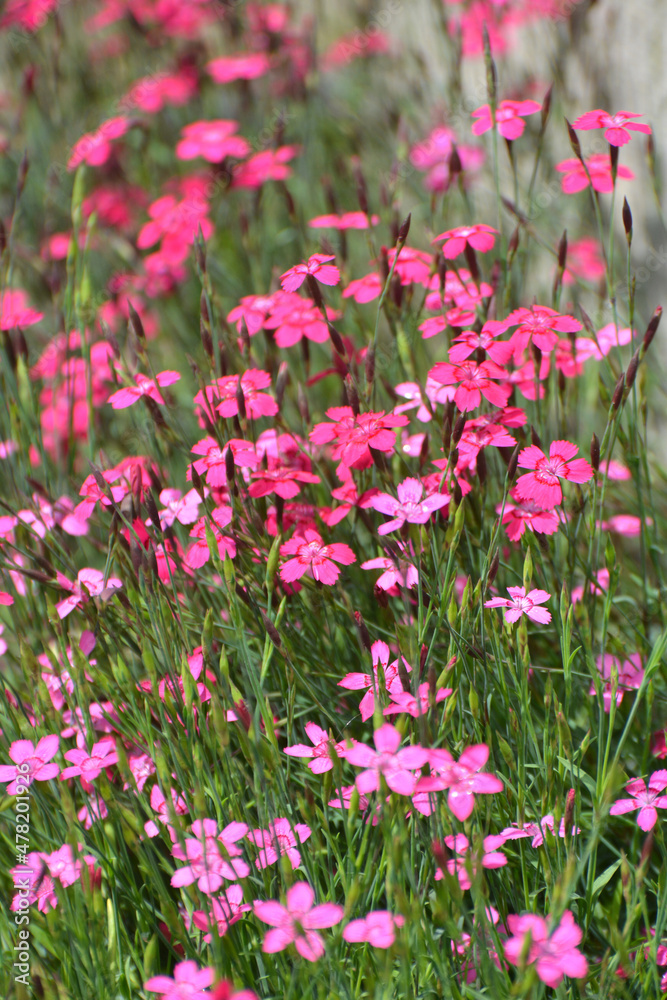 Carnation garden blooms in the open ground