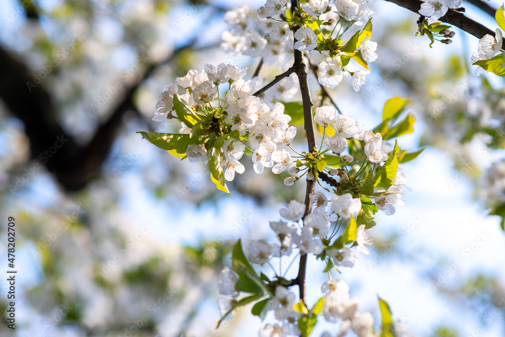 Fruit tree twigs with blooming white and pink petal flowers in spring garden.