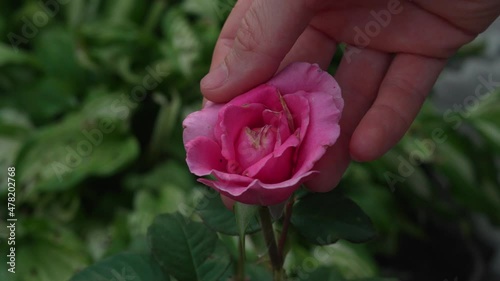 Pink rose flower on plant branch with blurry green leaves background. Gardener gently touching, caring and hand checking for pest damages. Beautiful closeup