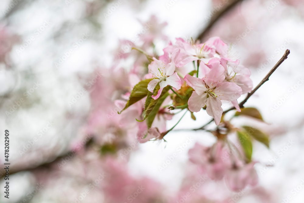 Sakura trees in bloom, light pink flowers