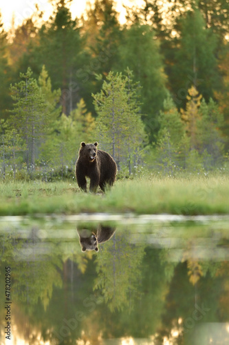 Brown bear in the wetland scenery, bear reflection in the water, summer evening