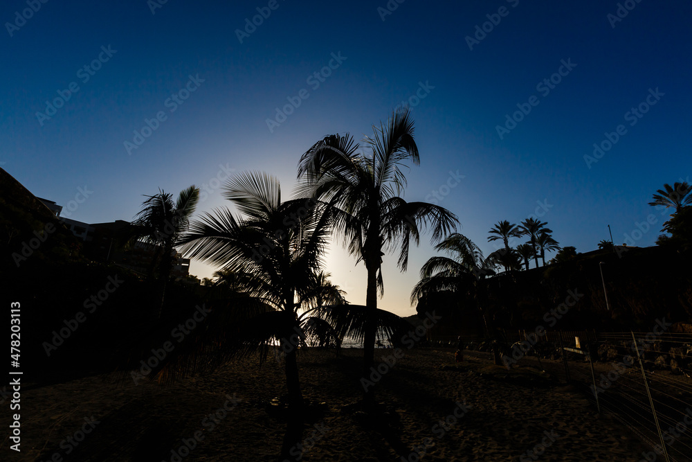 Obraz premium Palm Trees - Perfect palm trees against a beautiful blue sky and the ocean, tenerife