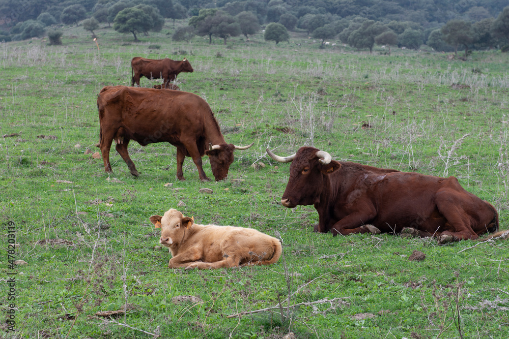 Cría de ganado y su madre, para la producción de carne, pastoreo y reposo en el campo Cría de ganado y su madre, para la producción de carne, pastoreo y reposo en el campo