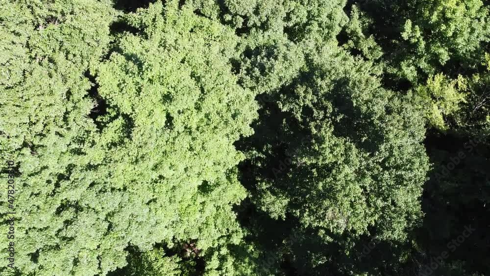 vue aérienne d'une forêt en été vue aérienne d'une forêt en été