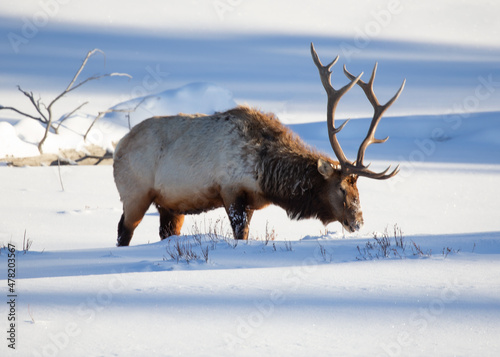 Bull elk in Yellowstone National Park winter