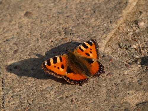 Small tortoiseshell butterfly (Aglais urticae) resting on pavement, Gdansk, Poland