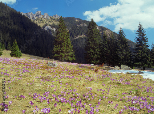 Crocuses on the Chocholowska Clearing, Chocholowska Valley, Tatra National Park, Poland photo