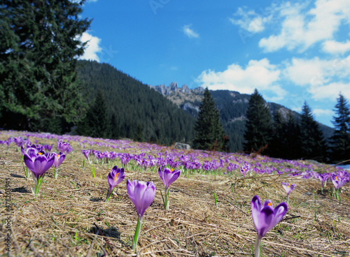 Crocuses on the Chocholowska Clearing, Chocholowska Valley, Mnichy Chocholoswskie Mountain,Tatra National Park, Poland photo