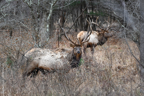 elk bull