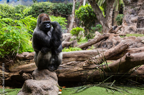 Silver back gorilla looking alert and menacing against a natural background © Angelov