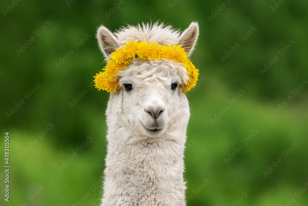 Fototapeta premium Lovely white alpaca with dandelion flowers wreath. South American camelid.