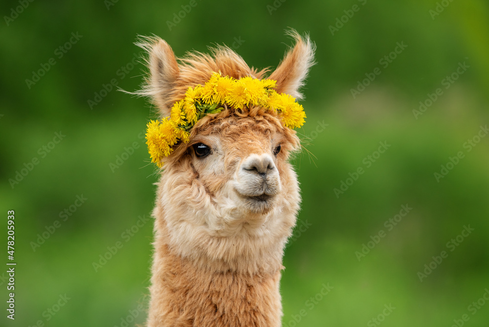 Cute alpaca with dandelion flowers wreath. South American camelid.