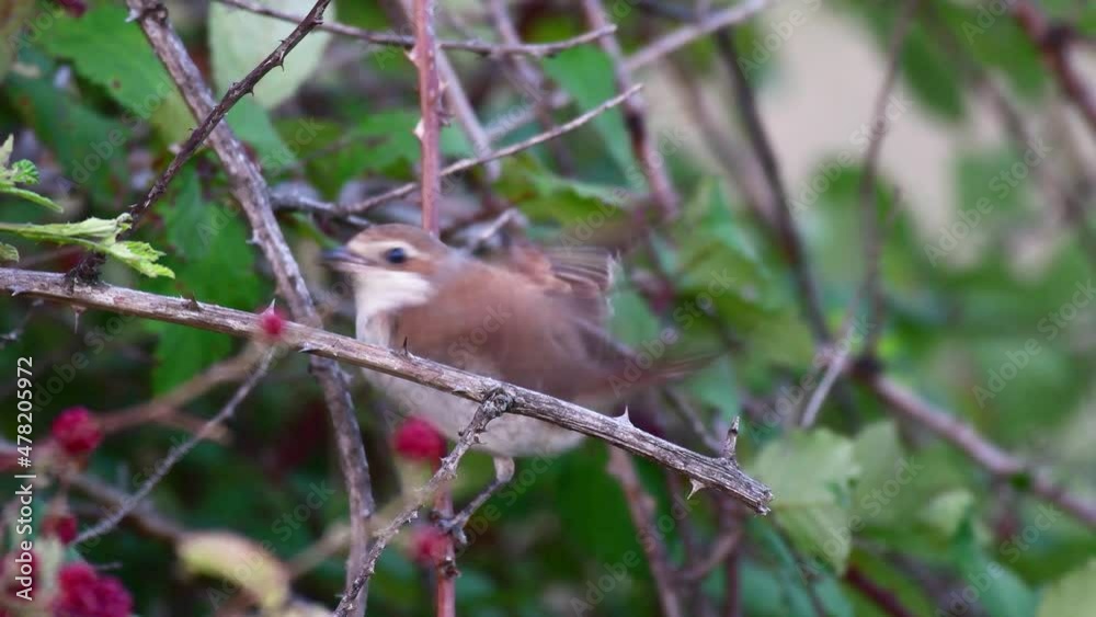 Red-backed Shrike, Lanius collurio, sitting on a branch of a bush and eats an insect . Close up. Red-backed Shrike, Lanius collurio, sitting on a branch of a bush and eats an insect . Close up.