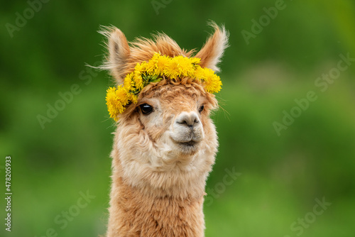 Cute alpaca with dandelion flowers wreath. South American camelid. © Rita Kochmarjova