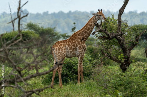  Naturschutzperle  Begegnung mit den majest  tischen Giraffen in S  dafrika 