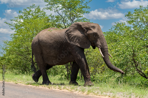  Faszination Wildnis  Beobachtung der majest  tischen Afrikanischen Elefanten 