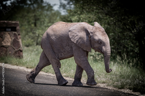  Afrikanischer Elefant - Symbol der St  rke und Anmut 