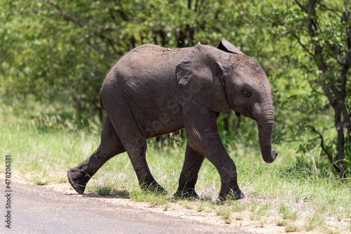  Kruger Nationalpark  Auf den Spuren der beeindruckenden Afrikanischen Elefanten 