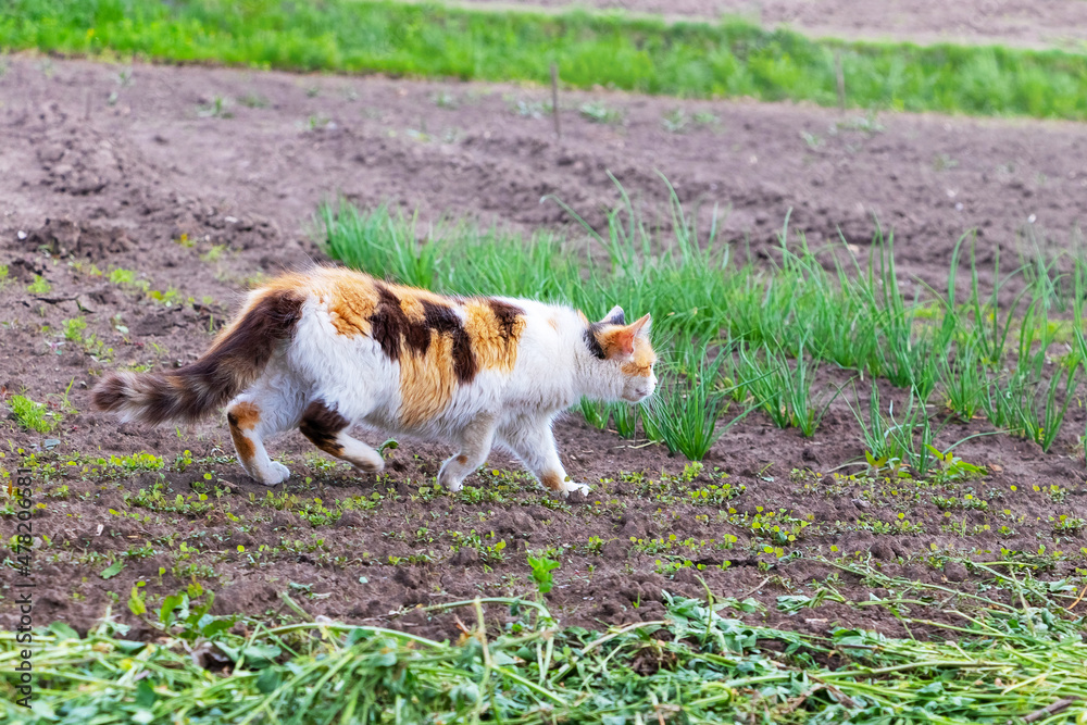 A big cat with white, black and orange fur walks around the garden. Cat on the hunt A big cat with white, black and orange fur walks around the garden. Cat on the hunt
