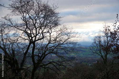 Trees in winter. United Kingdom, Wales in late winter.