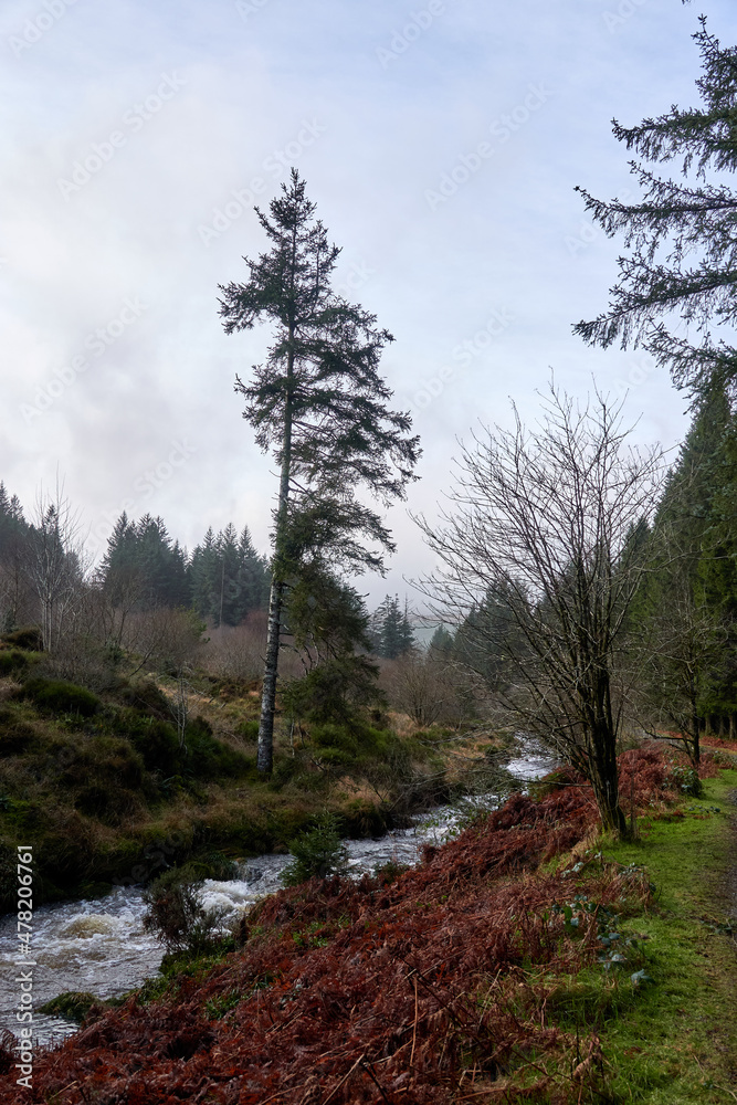 A beautiful pine forest with a quick river. United Kingdom, Wales in late winter.