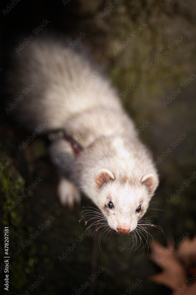 Ferret enjoying walking and exploring of tree holes in winter park Ferret enjoying walking and exploring of tree holes in winter park