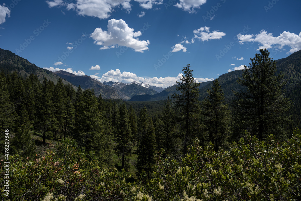 Ponderosa Pines and mountains in  Boise National Forest
