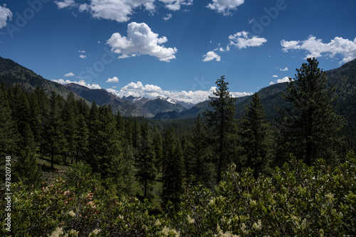 Ponderosa Pines and mountains in  Boise National Forest  © J Gillispie