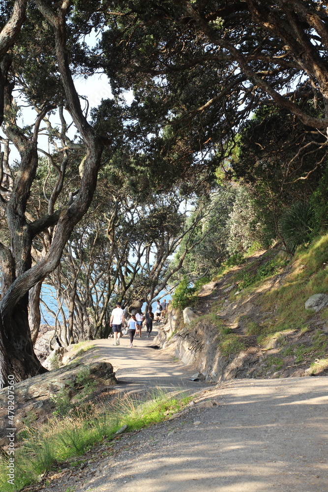 Fototapeta premium Trails and walkways around Tauranga New Zealand 