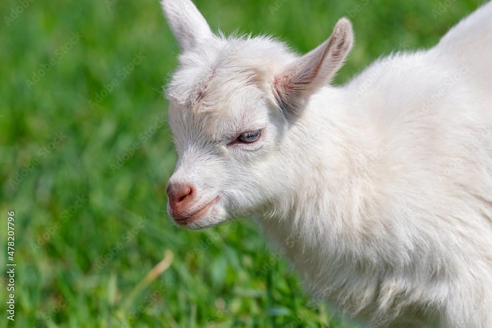 Small white goat on a background of green grass close up Small white goat on a background of green grass close up