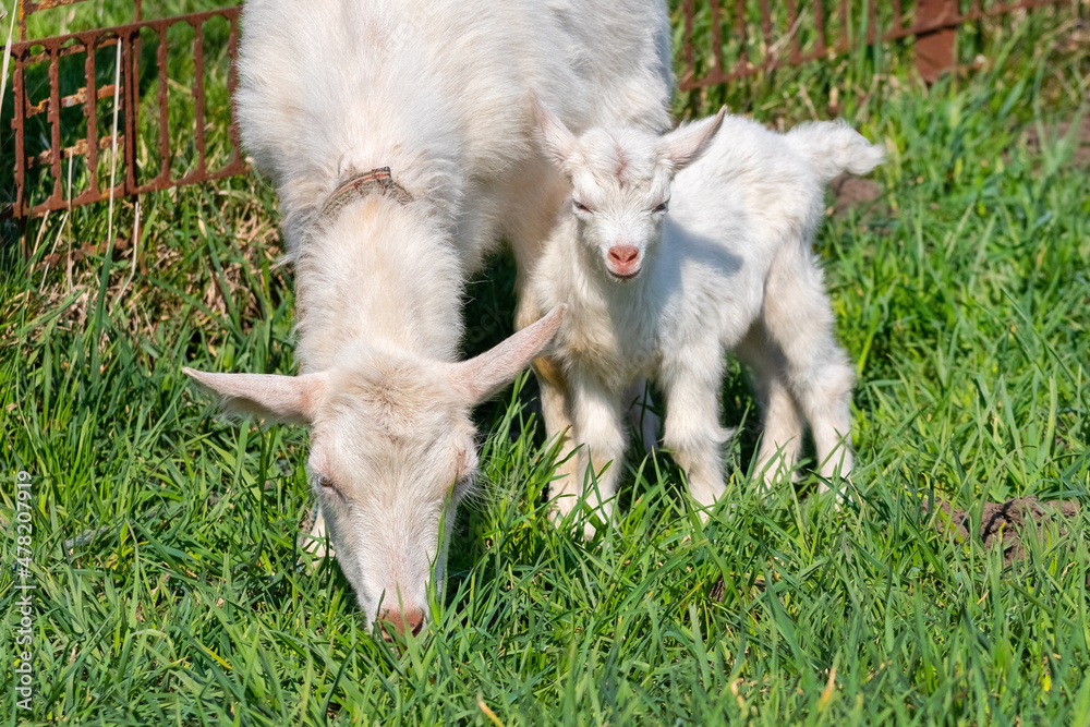 Little white goat near mother goat on pasture Little white goat near mother goat on pasture