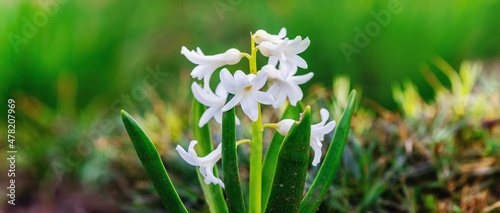 Fotografie, Obraz White hyacinths in the garden on a blurred background, spring flowers