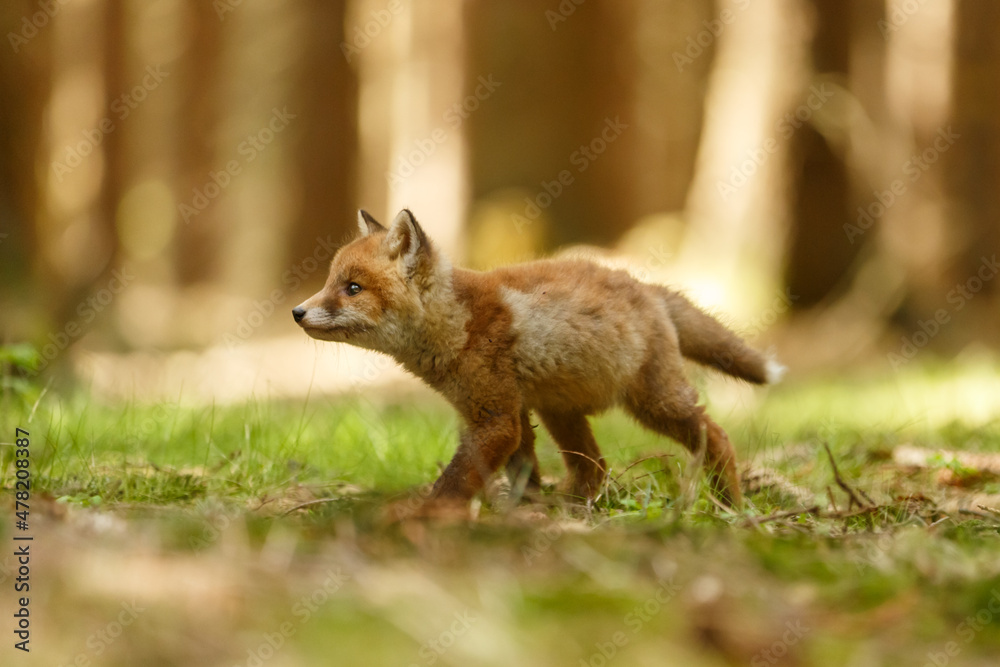 Naklejka premium Fuchswelpe im Wald