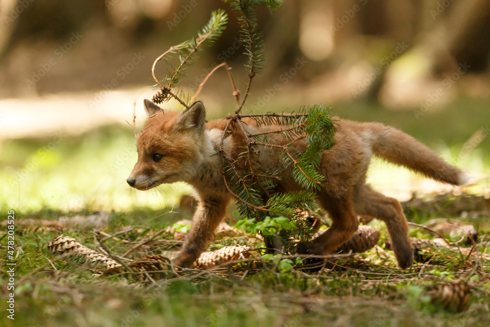 Obraz premium Fuchswelpe im Wald