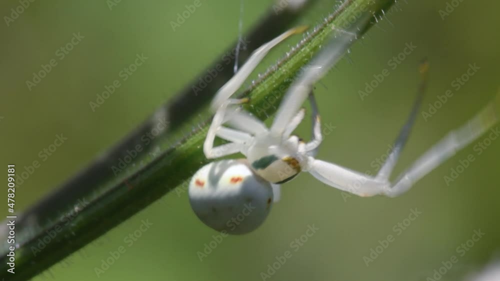 Flower Crab Spider, Misumena vatia on a white flower Flower Crab Spider, Misumena vatia on a white flower