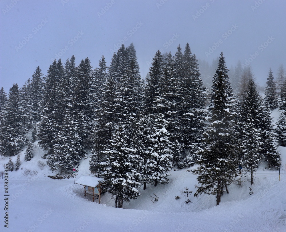 winter forest in the mountains winter forest in the mountains