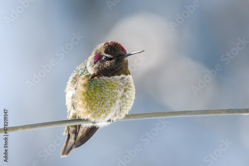 A wintering Annas Hummingbird in Western Washington State rests on a think piece of wire on a cold and crisp winter day photo