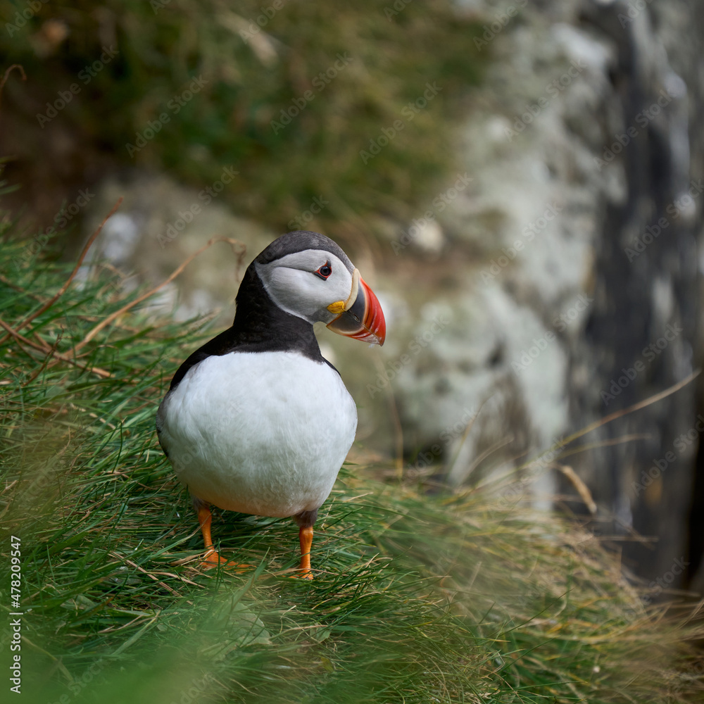 Atlantic puffin sitting on a cliff near Gasadalur village, Vagar island, the Faroe Islands Atlantic puffin sitting on a cliff near Gasadalur village, Vagar island, the Faroe Islands